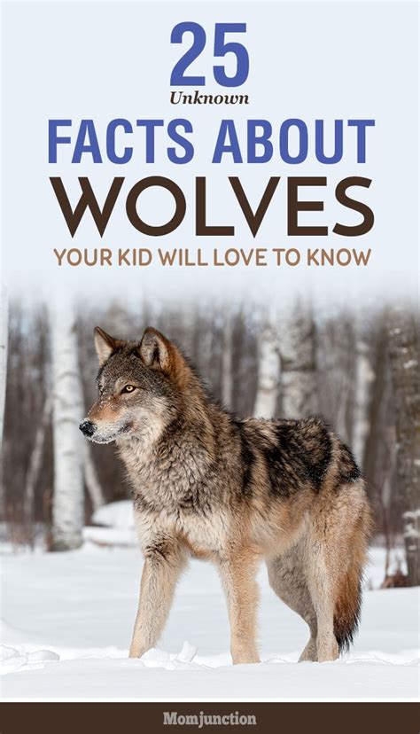 25 Unknown Wolf Facts And Information For Kids Animal Facts For Kids
