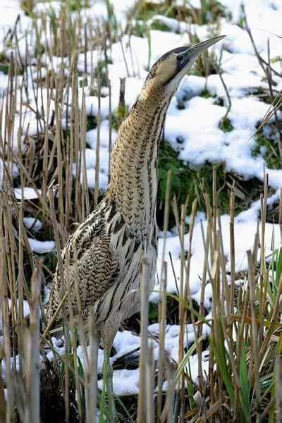 40 Undiscovered Pictures Of Bittern Birds