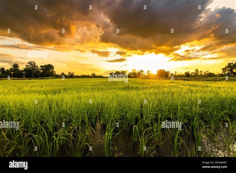 Green Field And Sunset With Beautiful Sky Sunset Landscape Rice Farm