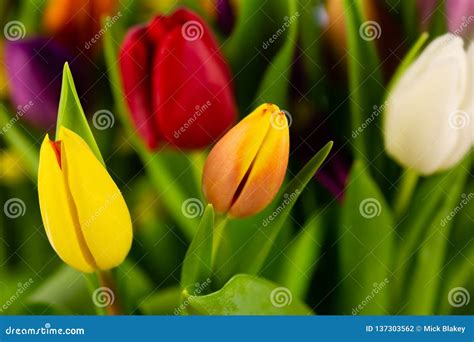 Collection Of Beautiful Vibrant Tulips Stock Photo Image Of Closeup