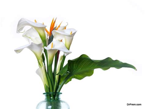 The flowers usually bloom for four to six weeks. 11 - Natural dehumidifier plants to keep indoor humidity ...