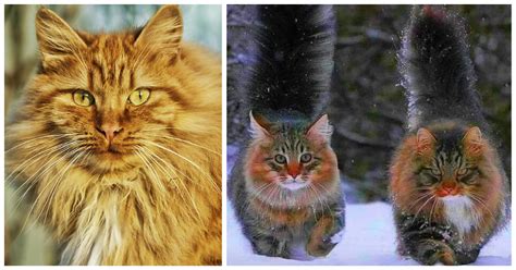 Interesting Norwegian Forest Cat Facts And Breed Profile Video Cat