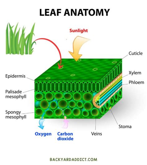 Anatomy Of Grass 101 Learn About Grass Plant Parts Backyard Addict