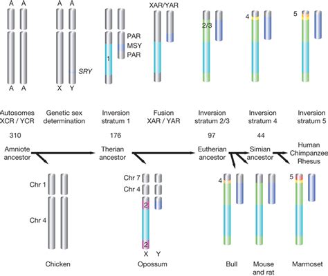Reconstruction Of Human Sex Chromosome Evolution Major Events In The