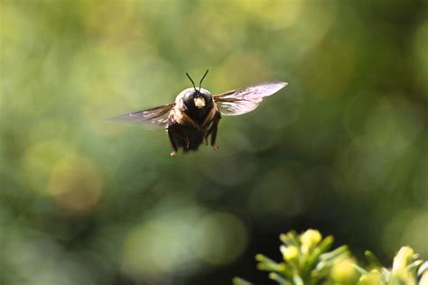 Bumble Bee In Flight By Kellycdb On Deviantart