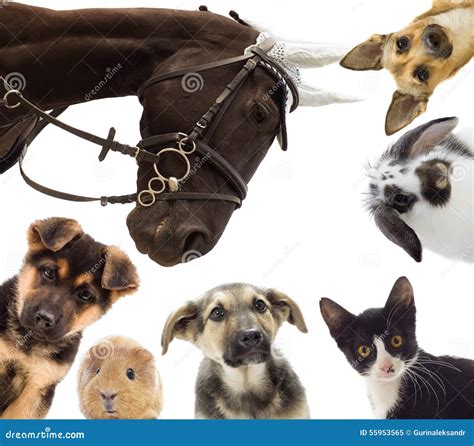 Group Of Different Pets Stock Photo Image 55953565