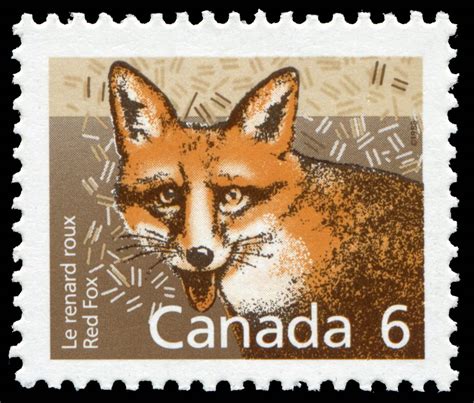 Canadian Fox