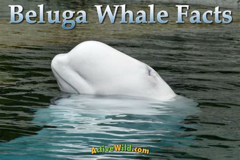 Beluga Whale Facts The White Whale Is An Amazing Arctic Marine Mammal