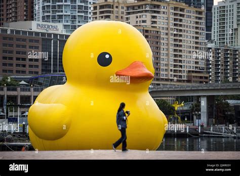 Sydney Festival S Day One Opening Spectacular The Giant Rubber Duck As Its Taken For A Test Run