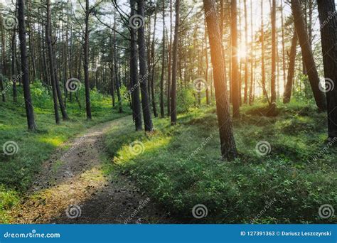 Path Through Evergreen Coniferous Pine Forest At Sunrise Stock Image