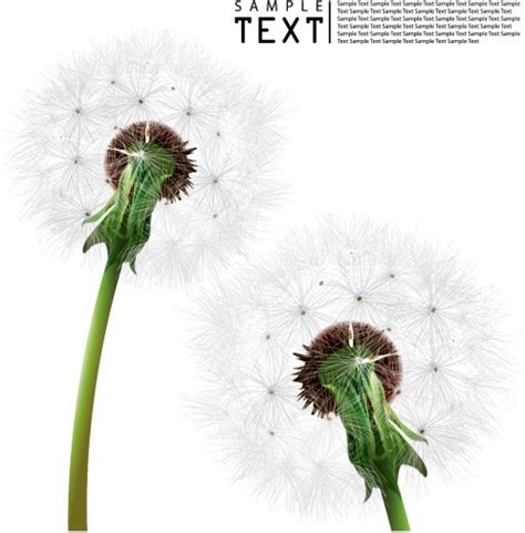 Download free dandelion vector vectors and other types of dandelion vector graphics and clipart at freevector.com! Dandelion free vector download (91 Free vector) for ...