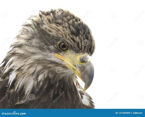 Closeup Of A Young Bald Eagle Isolated On White Stock Image Image Of