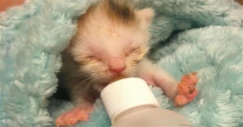 Youll Tear Up Watching This Newborn Kitten Fight Hard To Live With No