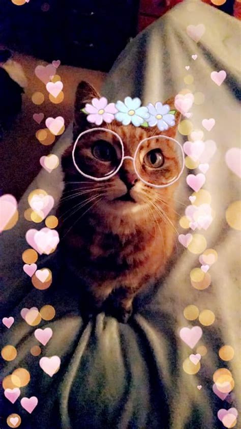 Snapchat Filters For Cats Are Out Pin