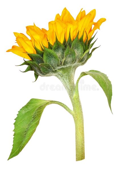 Closeup Of Yellow Sunflower Stock Image Image Of Detail Small 167501387