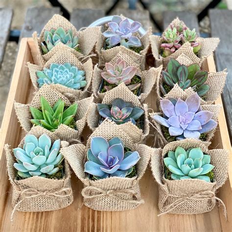 Succulent Party Favors Baby Shower Bridal Shower Wedding Etsy