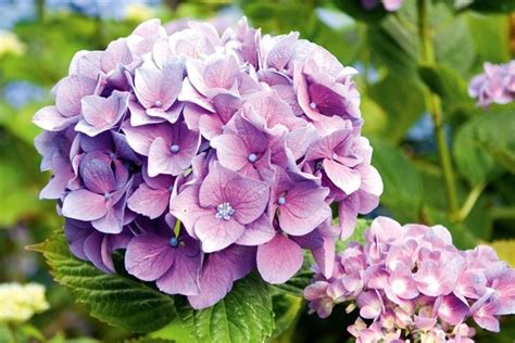 Fiore, botanica, flora, ortensia, secchio, vaso di fiori, cortile, giardino floreale, ortensie, pianta fiorita, fioriere, hydrangeaceae. Ortensie - Hydrangea - Piante Perenni - Ortensie coltivazione