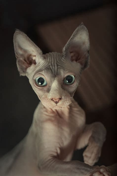 With more than a dozen founding members, we are a unique crew of animal lovers from all walks. 12 Reasons Why You Should Never Own Sphynx Cats