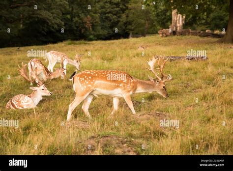 Group Of Red Spotted Deers In Richmond Park London Stock Photo Alamy