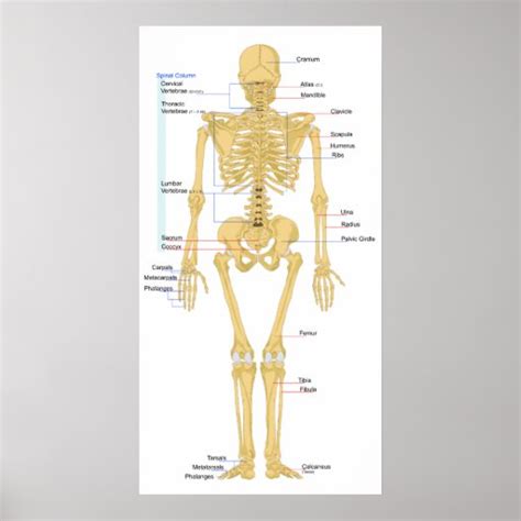 Diagram Of A Human Female Skeleton Back View Poster Zazzle