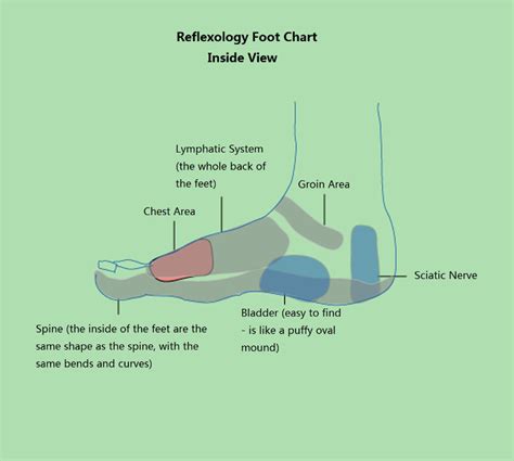 By applying pressure one inch below all toes (except for the big toe), you can reach the lungs. Foot Acupressure Points - Complete Guide for Acupressure ...