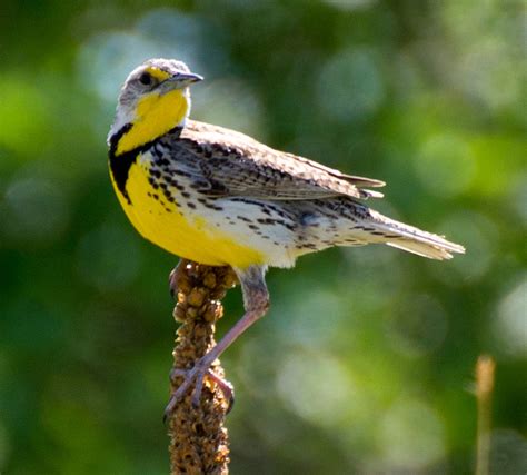 Montana State Bird Western Meadowlark