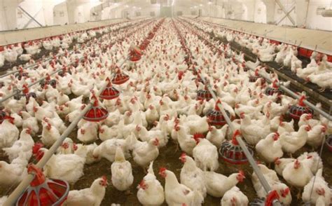 Bird Flu In Humans Symptoms Prevention And Treatment