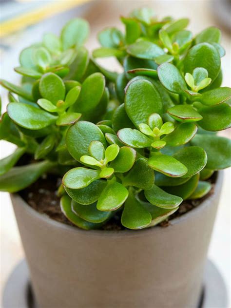 It is a special day when someone special like our relatives, siblings, students, fans, friends or relatives have to sit for their exams or test. 5 Houseplants That Will Bring You Good Luck | FN