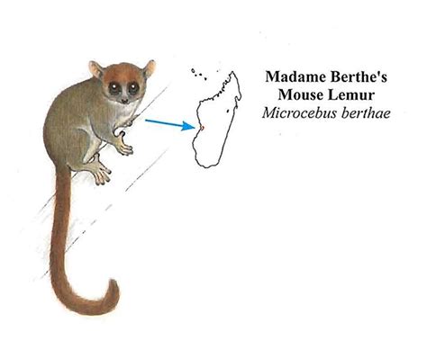 Madame Berthes Mouse Lemur Source Lemurs Of Madagascar Pocket Identification Guide
