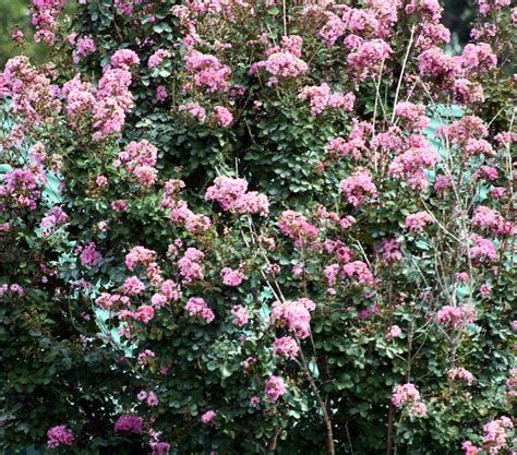 Check spelling or type a new query. Pink Flowering Shrub | Pierce Place | Flickr