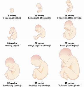 Prenatal Development Boundless Psychology Prenatal Development