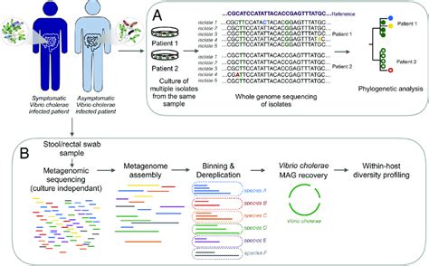 Summary Of The Culture Dependent And Culture Free Metagenomics