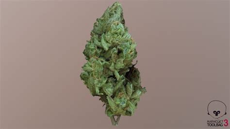 Cannabis Bud Stardawg Model Turbosquid 1547752