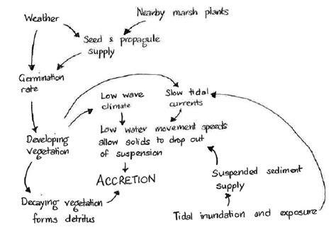 Multiple Cause Diagram Exploring The Factors Affecting Accretion Rates