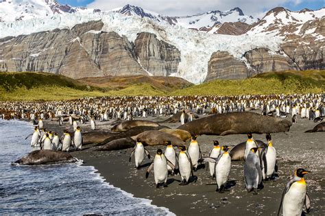 Antarctica South Georgia And Falkland Islands Cruise
