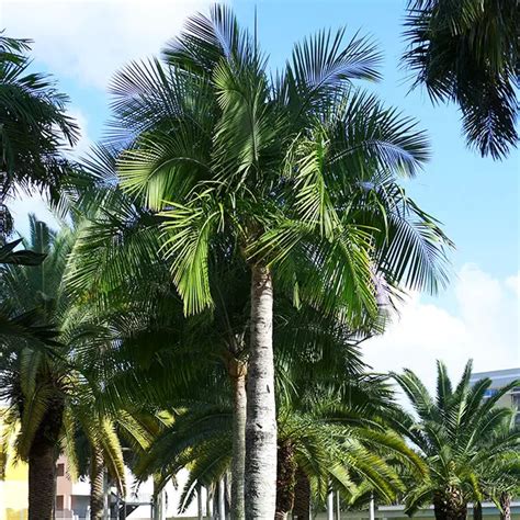 How To Grow And Care For The Majesty Palm Ravenea Rivularis