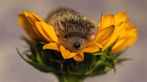 Hd Wallpaper Hedgehog Cute Arici Flower Yellow Sunflower Baby