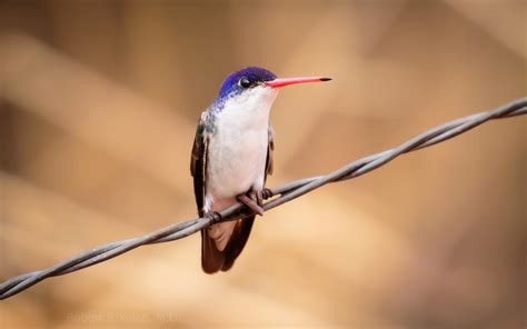 27 Common Hummingbird Species And Types Hummingbirds Plus