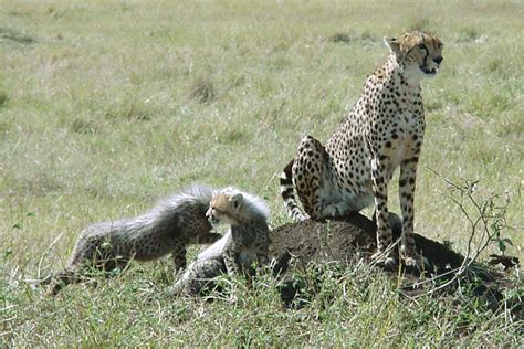 Cheetah Acinonyx Jubatus Carnivora Felidae 0009171
