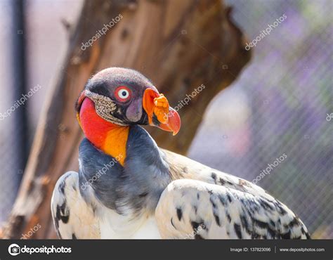 King Vulture Close Up — Stock Photo © Campbell2sympaticoca 137823096