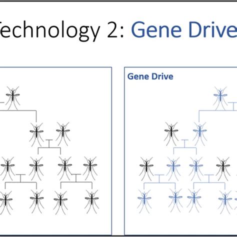 Illustration Of Gene Drive From Slideshow 2 Download Scientific Diagram