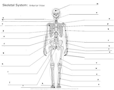Skeletalmuscular System Flashcards Quizlet