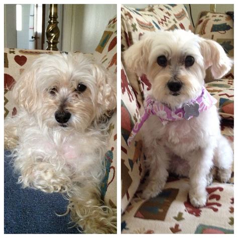 Looking for haircut designs that can take your style to the next level? Scroll2Lol.com - My new dog, Bailey, before and after her ...
