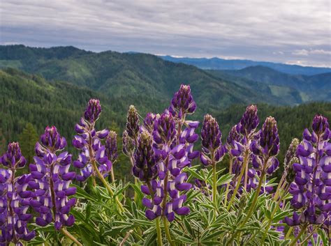 Purple Lupine Wildflowers On A Mountain Pass Idaho Nature Photography