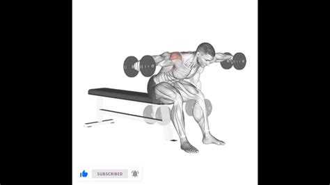 Seated Bent Over Rear Delt Raise Youtube