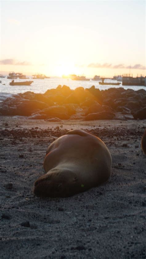 I Photographed Sea Lions In The Galápagos And Theres A Reason People