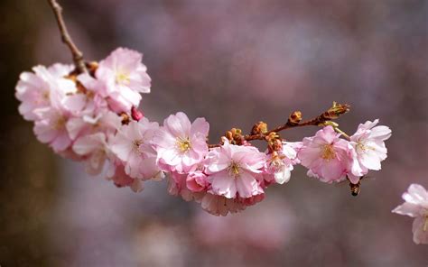 Pink Cherry Blossoms Clean Public Domain