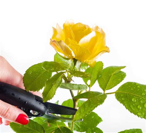 Pruning Rose Bush Shrubs Technique And Timing For Abundant Blooming