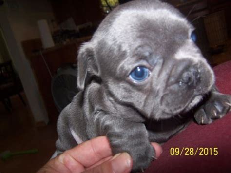 Bella Blue Stunning And Rare Blue Easily The Finest French Bulldog