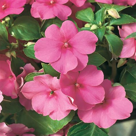 4 In Impreza Pink Impatiens Plant 6 Pack 65381 The Home Depot